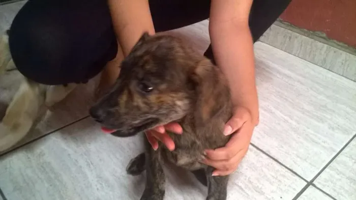 Cachorro ra a  idade 2 a 6 meses nome fila