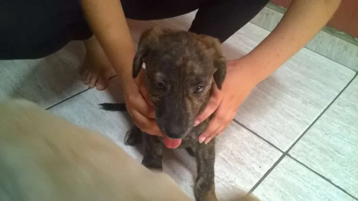 Cachorro ra a  idade 2 a 6 meses nome fila