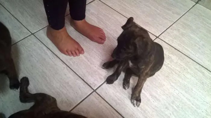 Cachorro ra a  idade 2 a 6 meses nome fila