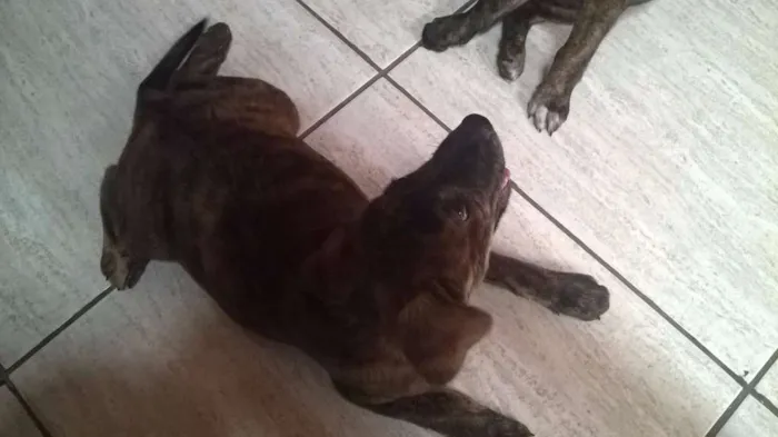 Cachorro ra a  idade 2 a 6 meses nome fila