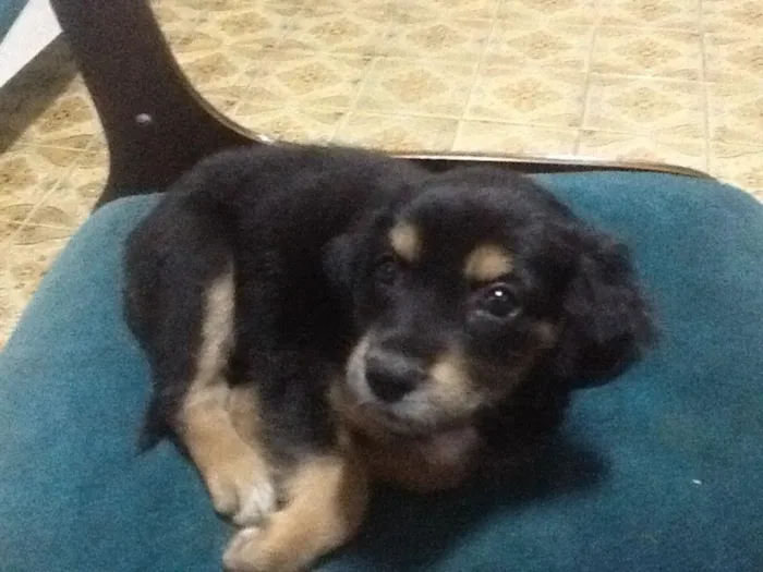 Cachorro ra a Indefinida idade Abaixo de 2 meses nome Cereja