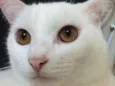 Snowbell