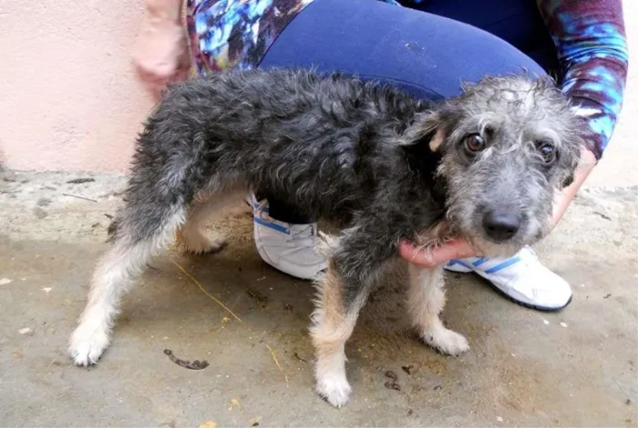 Cachorro raça SRD idade 7 a 11 meses nome VICKY