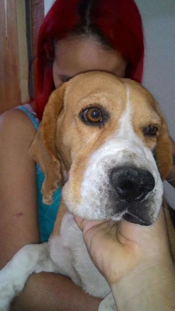 Cachorro raça Beagle idade 2 a 6 meses nome Sansão