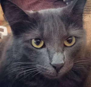 Gato raça Korta+SRD idade 1 ano nome Gandalf