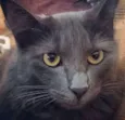 Gandalf