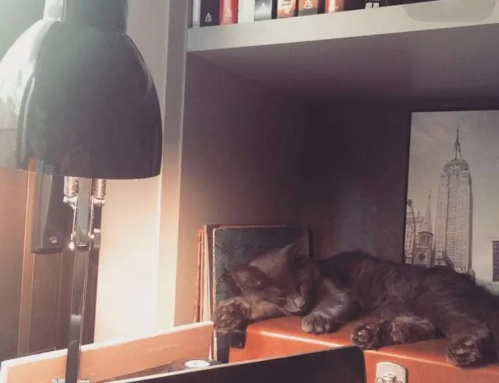 Gato ra a Korta+SRD idade 1 ano nome Gandalf