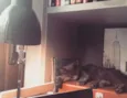 Gandalf