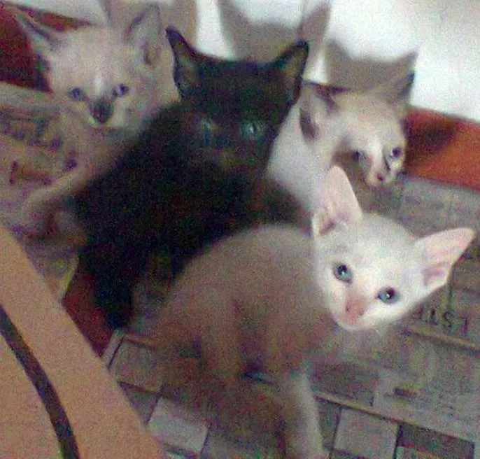 Gato ra a  idade 2 a 6 meses nome sem nome
