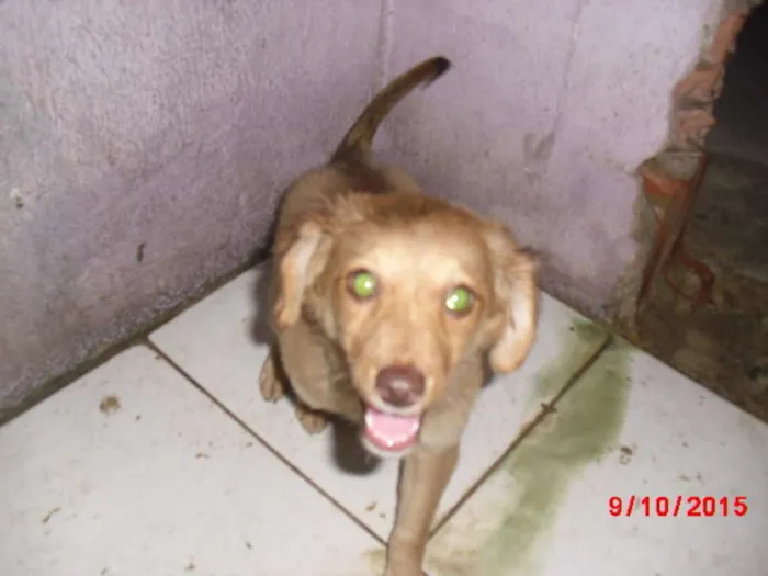 Cachorro ra a SRD idade 2 a 6 meses nome FLOR