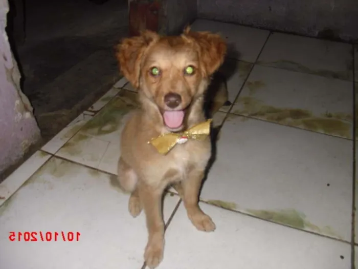 Cachorro ra a SRD idade 2 a 6 meses nome FLOR