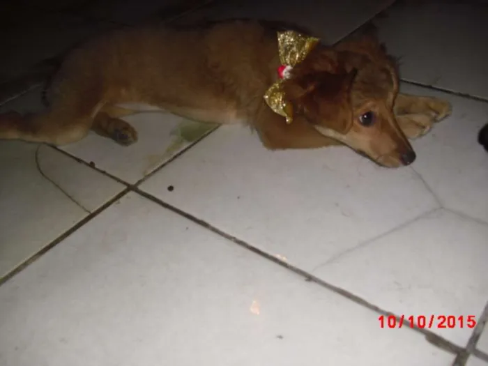 Cachorro ra a SRD idade 2 a 6 meses nome FLOR