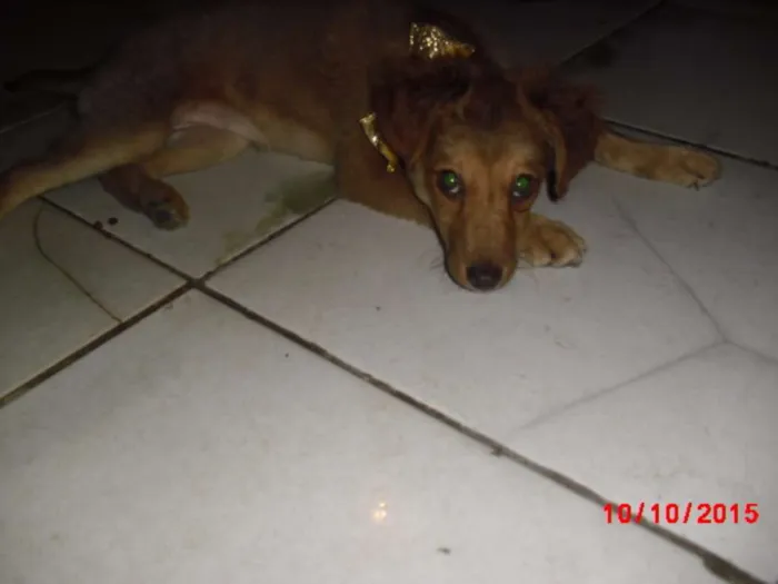 Cachorro ra a SRD idade 2 a 6 meses nome FLOR