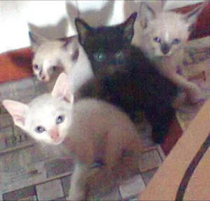 Gato raça  idade 2 a 6 meses nome sem nome