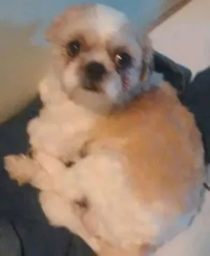 Cachorro raça Shitzu idade 1 ano nome théo