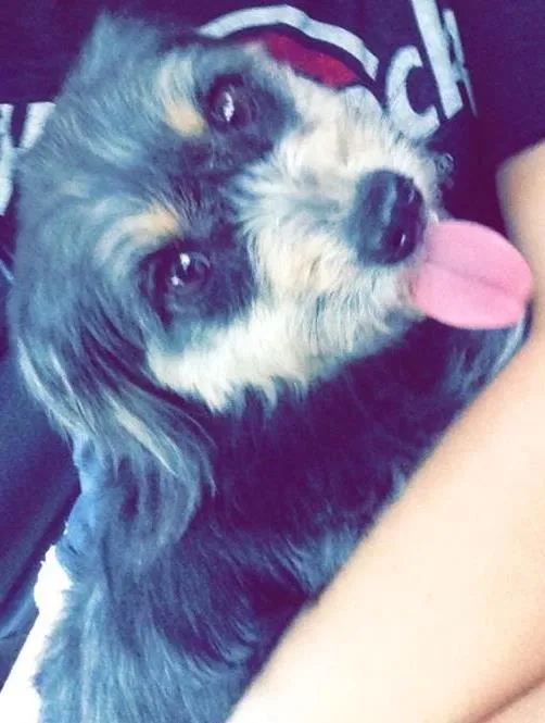 Cachorro ra a Lhasa com yorkshire  idade 1 ano nome Demi 