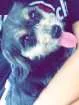 Cachorro raça Lhasa com yorkshire  idade 1 ano nome Demi 