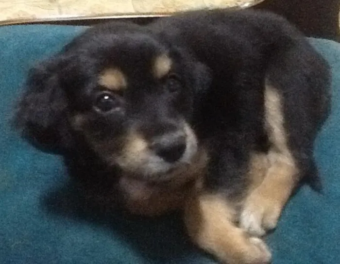 Cachorro ra a Indefinida idade Abaixo de 2 meses nome Cereja