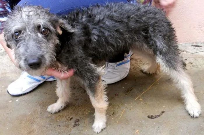 Cachorro raça SRD idade 7 a 11 meses nome VICKY