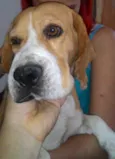 Cachorro raça Beagle idade 2 a 6 meses nome Sansão