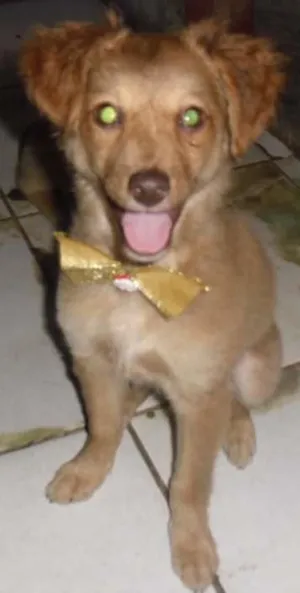 Cachorro raça SRD idade 2 a 6 meses nome FLOR