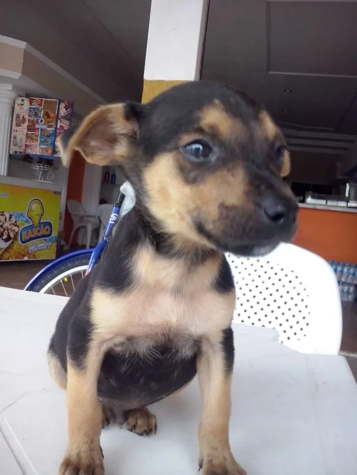 Cachorro ra a SRD idade Abaixo de 2 meses nome Kiko