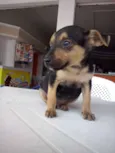 Kiko