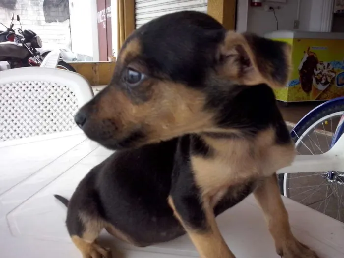 Cachorro ra a SRD idade Abaixo de 2 meses nome Kiko