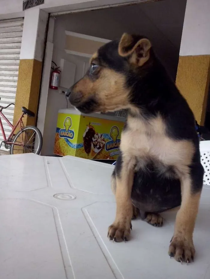 Cachorro ra a SRD idade Abaixo de 2 meses nome Kiko