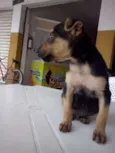 Kiko