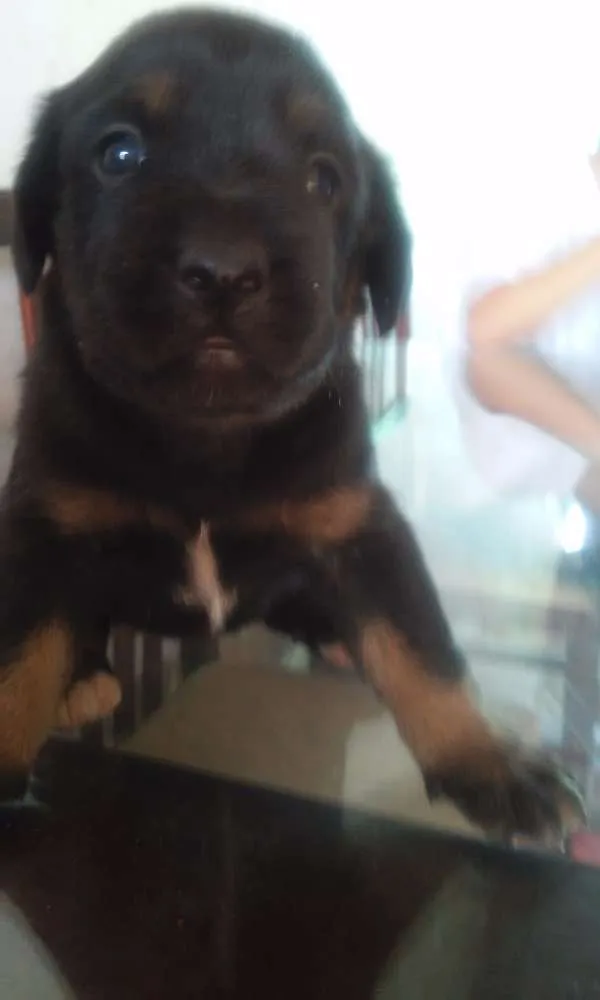 Cachorro ra a Vira-lata idade Abaixo de 2 meses nome Sem nome