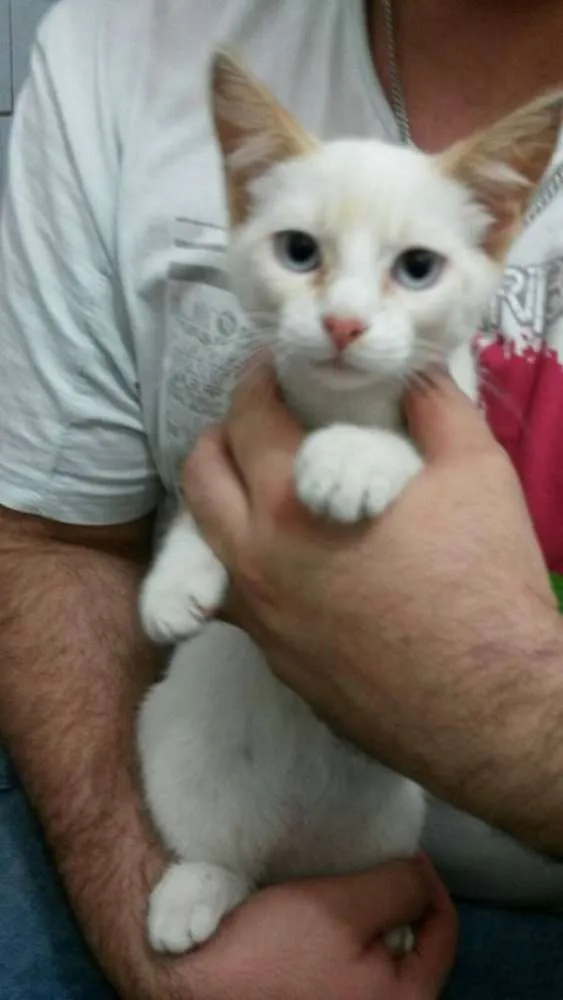 Gato ra a SRD idade 2 a 6 meses nome Frost