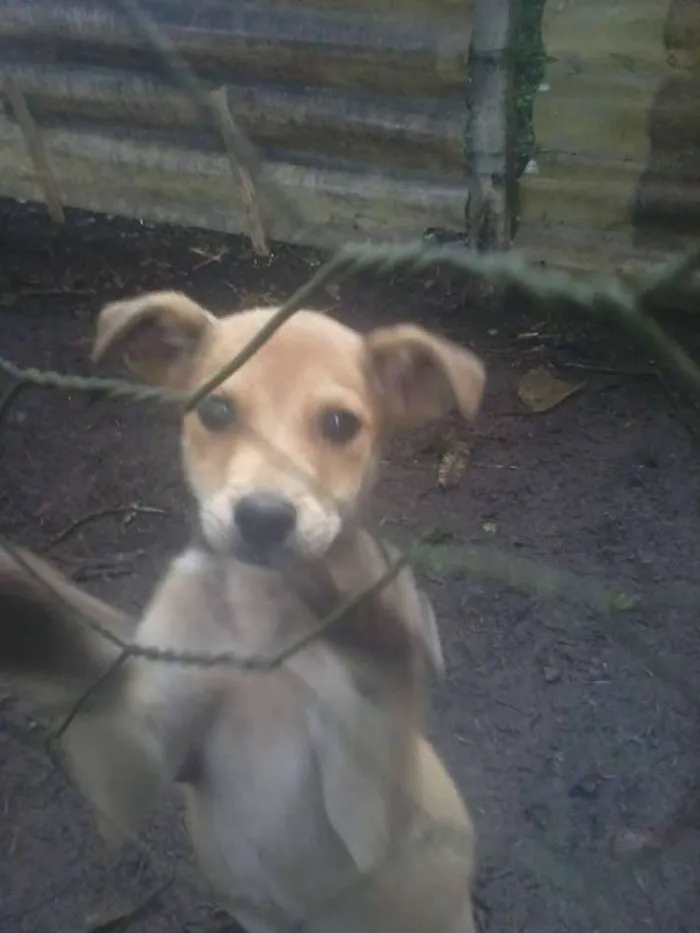 Cachorro ra a SRD idade 2 a 6 meses nome Cachorros