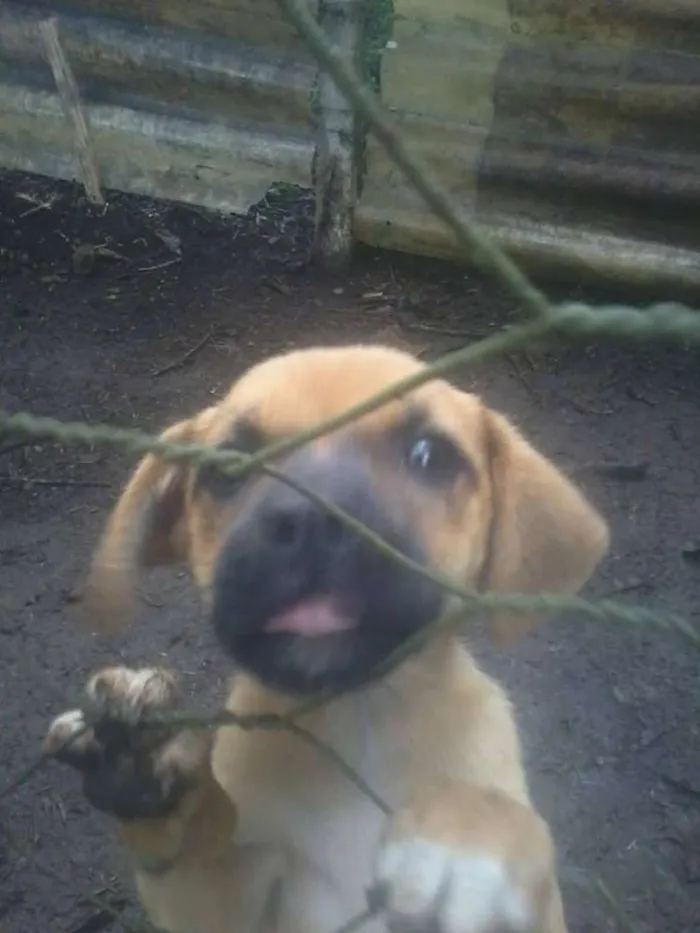 Cachorro ra a SRD idade 2 a 6 meses nome Cachorros