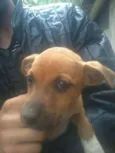 Cachorros