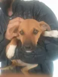 Cachorros