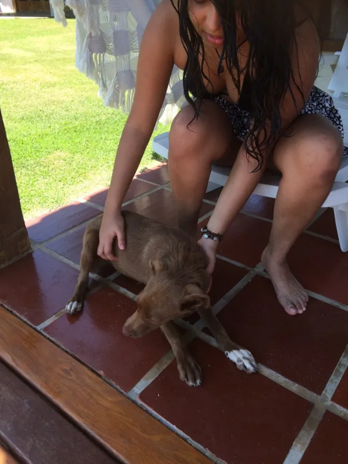 Cachorro raça Vira-lata, parece com labrador idade 2 a 6 meses nome ????