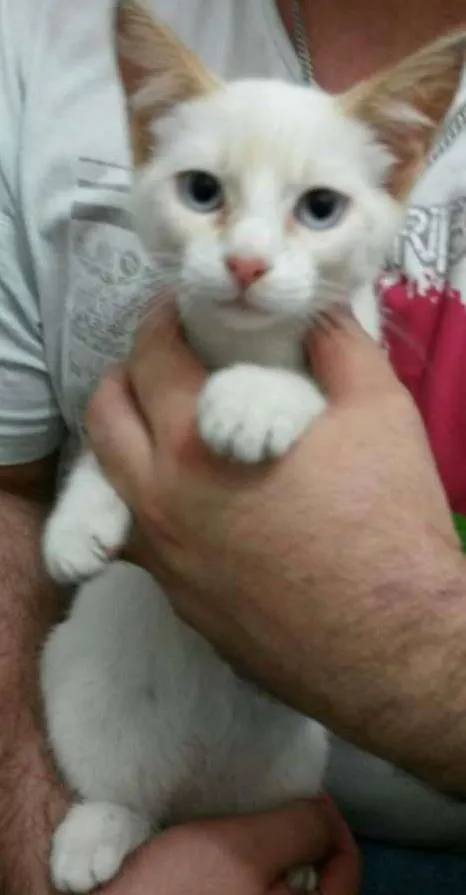 Gato ra a SRD idade 2 a 6 meses nome Frost