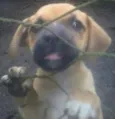Cachorros