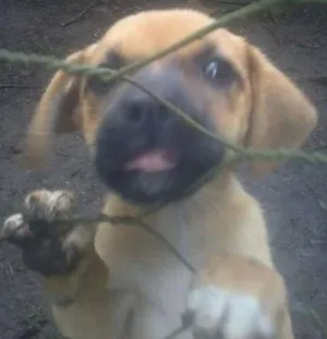 Cachorro raça SRD idade 2 a 6 meses nome Cachorros
