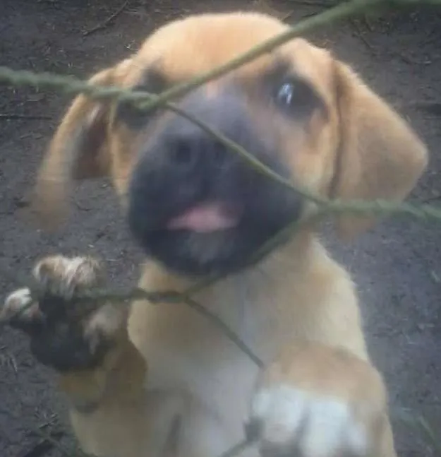 Cachorro ra a SRD idade 2 a 6 meses nome Cachorros