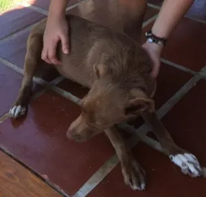 Cachorro raça Vira-lata, parece com labrador idade 2 a 6 meses nome ????