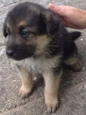 Cachorro raça pastor alemão com vira lata idade Abaixo de 2 meses nome sem nome
