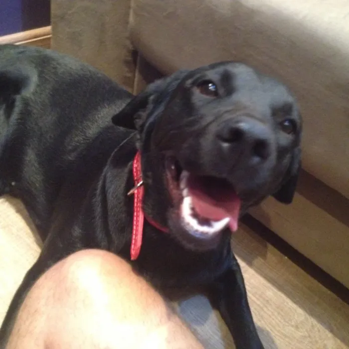 Cachorro ra a Mix labrador  idade 1 ano nome Marrie 