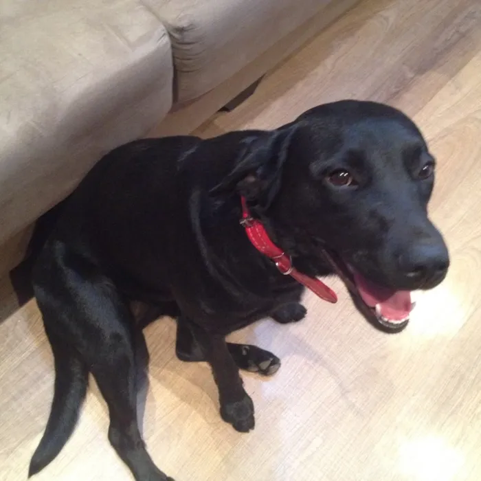 Cachorro ra a Mix labrador  idade 1 ano nome Marrie 