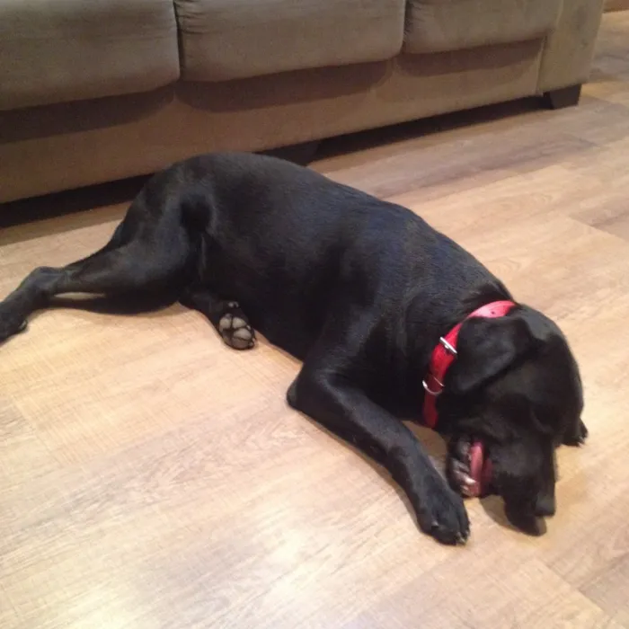 Cachorro ra a Mix labrador  idade 1 ano nome Marrie 