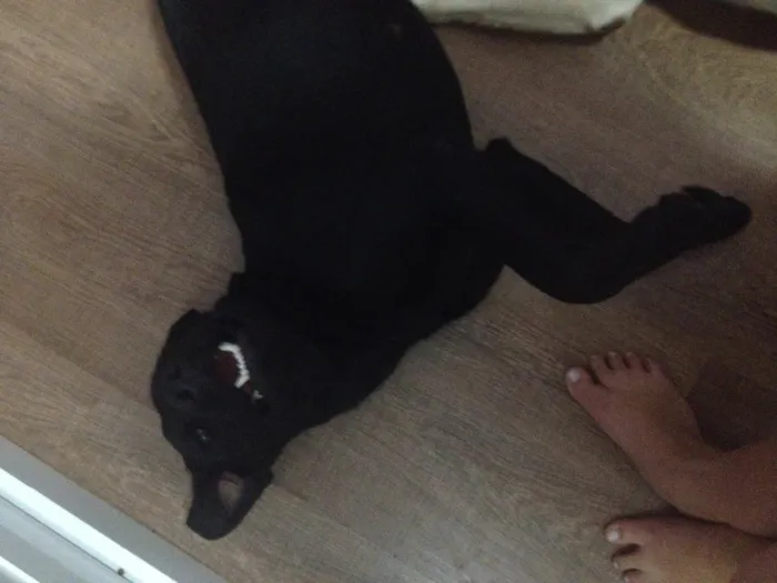 Cachorro ra a Mix labrador  idade 1 ano nome Marrie 