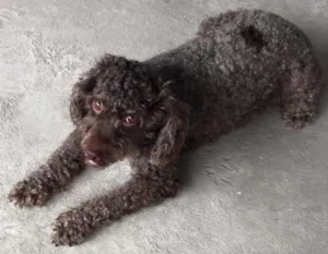 Cachorro raça Poodle idade 1 ano nome Chocolate