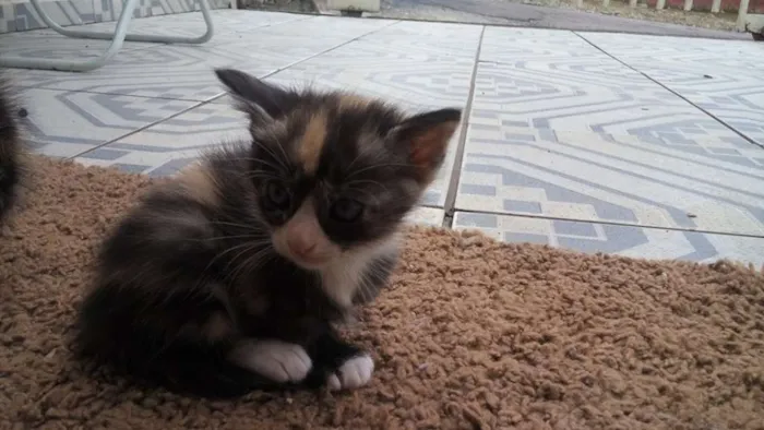 Gato ra a SRD idade  nome nao tem nome ainda