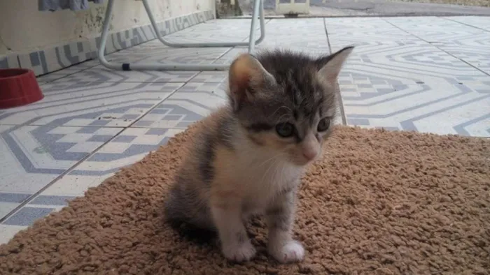 Gato ra a SRD idade Abaixo de 2 meses nome sem nome ainda